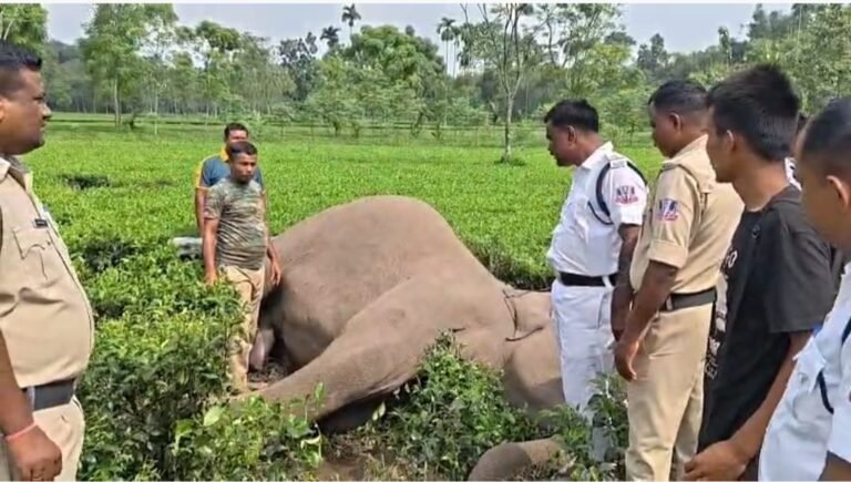 চা বাগান থেকে হাতির মৃতদেহ উদ্ধার